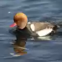 Big headed duck  screen for extension Chrome web store in OffiDocs Chromium