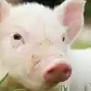 Big Pig in the City  screen for extension Chrome web store in OffiDocs Chromium