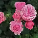 Big roses  screen for extension Chrome web store in OffiDocs Chromium