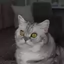 Big Round Eyed Cat  screen for extension Chrome web store in OffiDocs Chromium