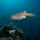 Big round squid fish  screen for extension Chrome web store in OffiDocs Chromium