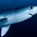 Big shark  screen for extension Chrome web store in OffiDocs Chromium