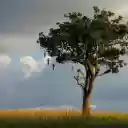 Big tree and dangling fruit  screen for extension Chrome web store in OffiDocs Chromium