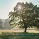 Big trees in the grass field  screen for extension Chrome web store in OffiDocs Chromium