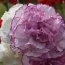 Big white flower  screen for extension Chrome web store in OffiDocs Chromium