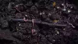 Free download Biology Worm Earthworm -  free video to be edited with OpenShot online video editor