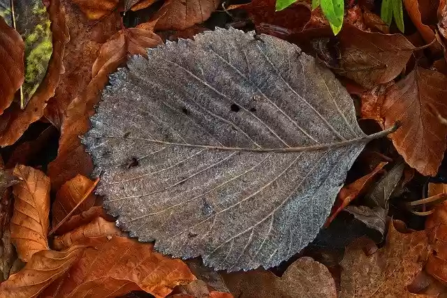 Free download Birch Leaf Autumn Coloring -  free free photo or picture to be edited with GIMP online image editor