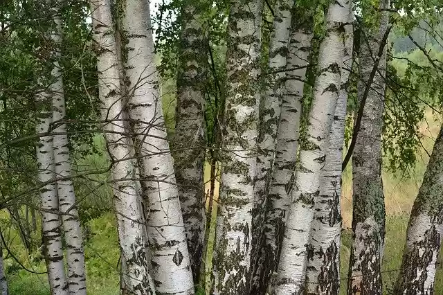 Free download Birch Tree Bosk -  free photo or picture to be edited with GIMP online image editor