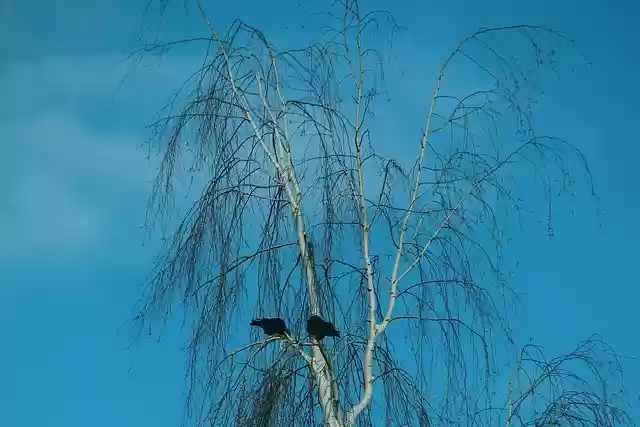 Free download Birch Tree Dawson free photo template to be edited with GIMP online image editor