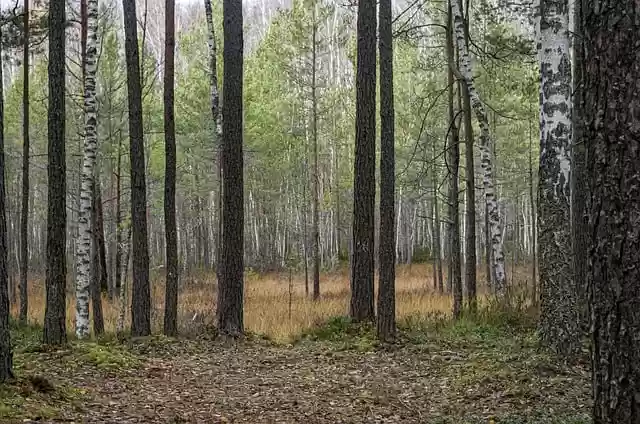Free download birch trees pine trees forest free picture to be edited with GIMP free online image editor