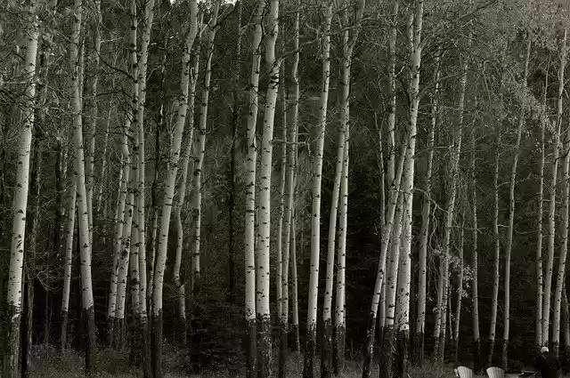 Free download Birch White Nature -  free photo or picture to be edited with GIMP online image editor