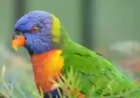 Free download Bird 1500 PX 300 DPI free photo or picture to be edited with GIMP online image editor