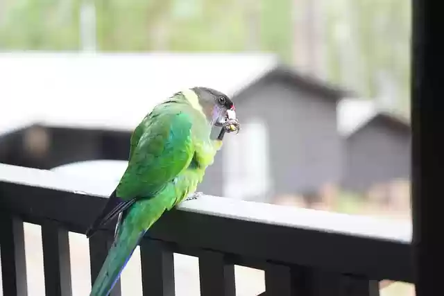 Free download bird 28th parrot parrot free picture to be edited with GIMP free online image editor