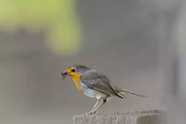 Free download bird american robin tree beak free picture to be edited with GIMP free online image editor