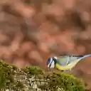 Bird and green moss  screen for extension Chrome web store in OffiDocs Chromium