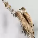BIRD AND TREE THEME  screen for extension Chrome web store in OffiDocs Chromium