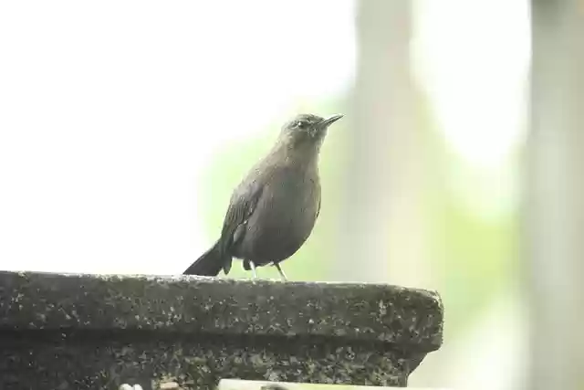 Free download bird animal black bokeh nature free picture to be edited with GIMP free online image editor