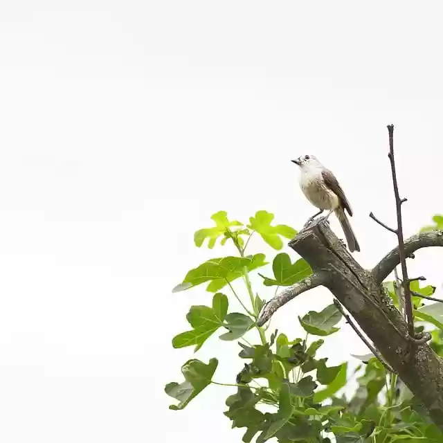 Free download bird animal branch nature free picture to be edited with GIMP free online image editor