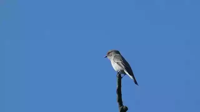 Free download Bird Animal Forest -  free photo or picture to be edited with GIMP online image editor