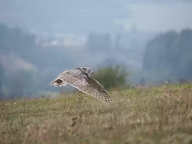 Free download Bird Animal Owl Sabertooth -  free photo or picture to be edited with GIMP online image editor