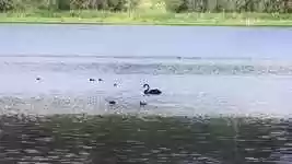 Free download Bird Animal Water -  free video to be edited with OpenShot online video editor