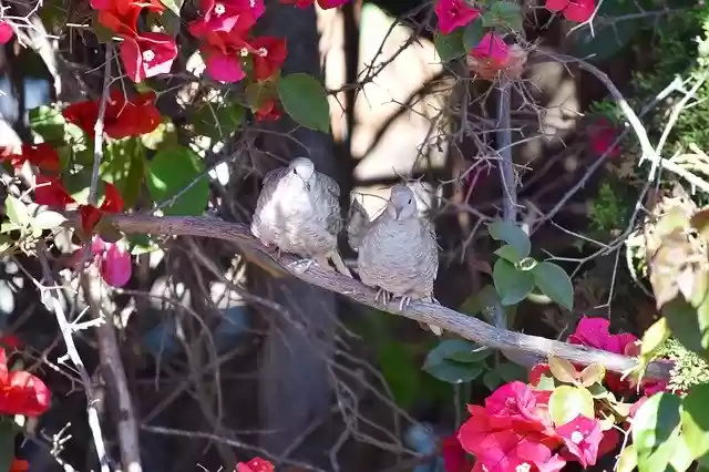 Бесплатно скачать бесплатный шаблон фотографии Bird Ave Animals для редактирования с помощью онлайн-редактора изображений GIMP