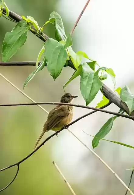 Free download bird ave avian bean mine cuckoo free picture to be edited with GIMP free online image editor