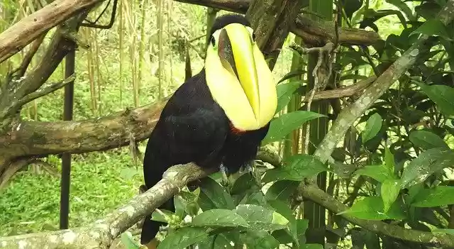 Free download Bird Ave Tucan -  free photo or picture to be edited with GIMP online image editor