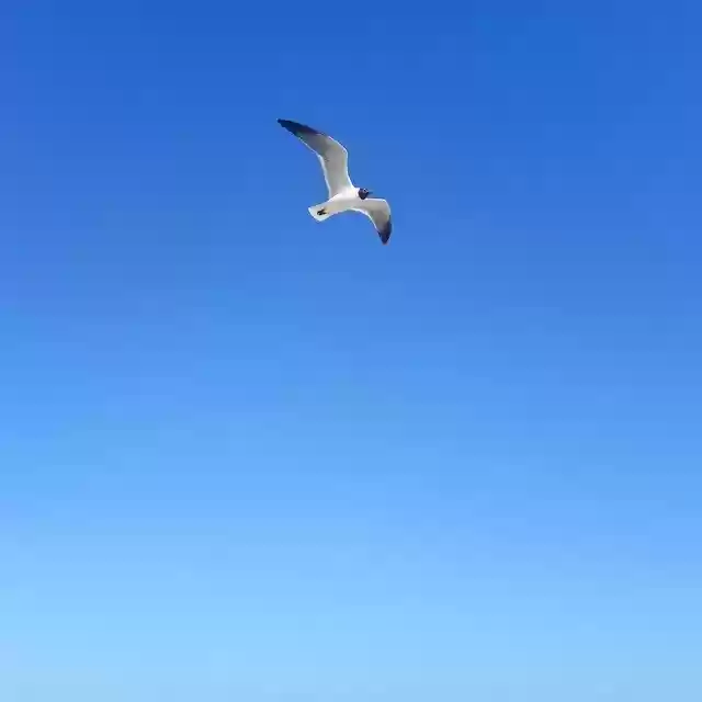 Free download Bird Beach Nature -  free photo or picture to be edited with GIMP online image editor