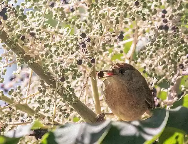 Free download Bird Berry Tree -  free photo or picture to be edited with GIMP online image editor