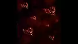 Free download Bird Birds Flying free video to be edited with OpenShot online video editor