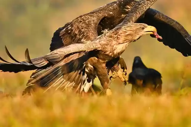 Free download bird birds of prey eagle raptor free picture to be edited with GIMP free online image editor