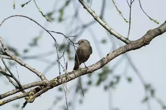 ดาวน์โหลดฟรี Bird Birds Songbird Singer - รูปถ่ายหรือรูปภาพฟรีที่จะแก้ไขด้วยโปรแกรมแก้ไขรูปภาพออนไลน์ GIMP