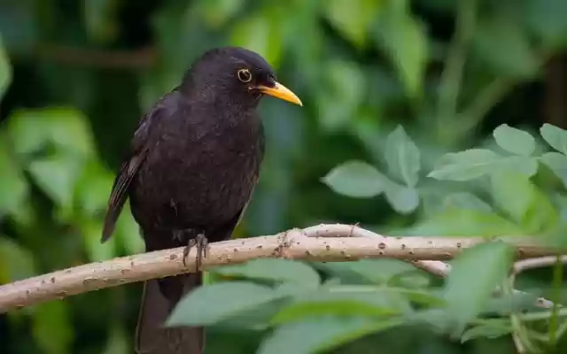 Free download bird blackbird leaves branch beak free picture to be edited with GIMP free online image editor