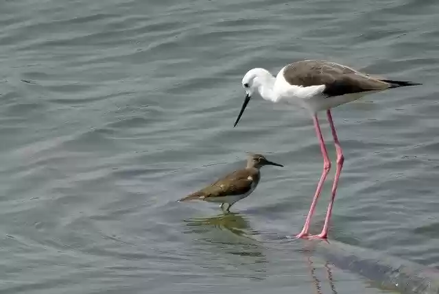 Free download Bird Black-Winged Stilt Common -  free photo or picture to be edited with GIMP online image editor