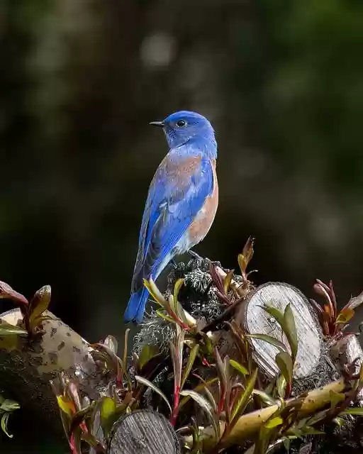 Free download bird blue bird feathers animal free picture to be edited with GIMP free online image editor