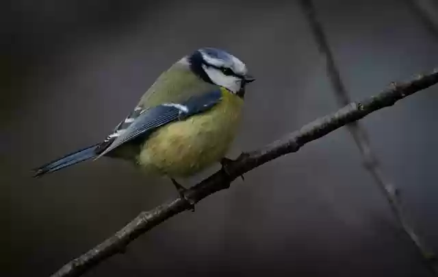 Free download bird blue tit ornithology animal free picture to be edited with GIMP free online image editor