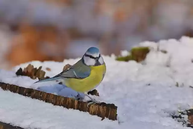 Free download bird blue tit tit snow park free picture to be edited with GIMP free online image editor