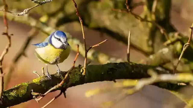 Free download bird blue tit tit tree branch free picture to be edited with GIMP free online image editor