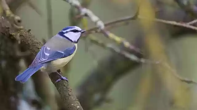 Free download bird blue tit tree tit animal free picture to be edited with GIMP free online image editor