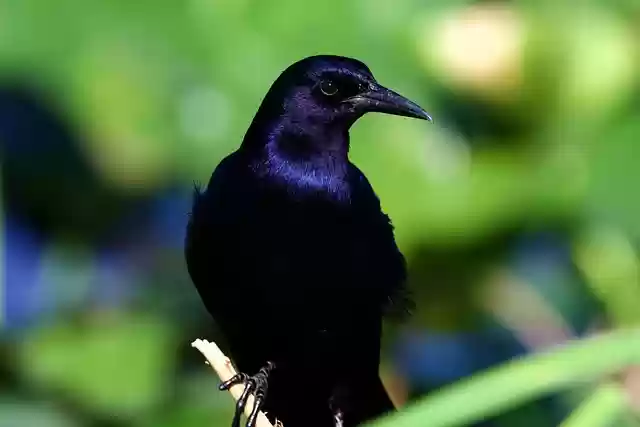 Free download bird boat tailed grackle black bird free picture to be edited with GIMP free online image editor
