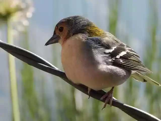 Free download Bird Branch -  free photo or picture to be edited with GIMP online image editor