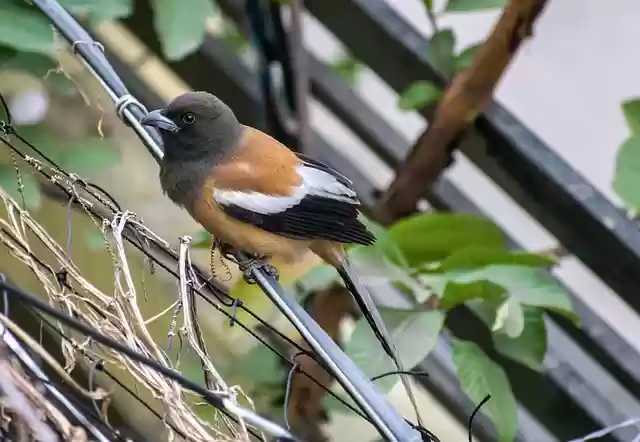 Free download bird branch perched rufous treepie free picture to be edited with GIMP free online image editor