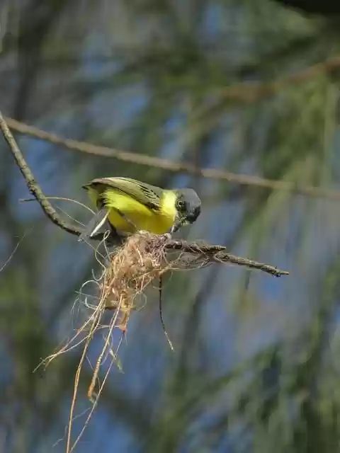 Free download bird branch tree perched brazil free picture to be edited with GIMP free online image editor