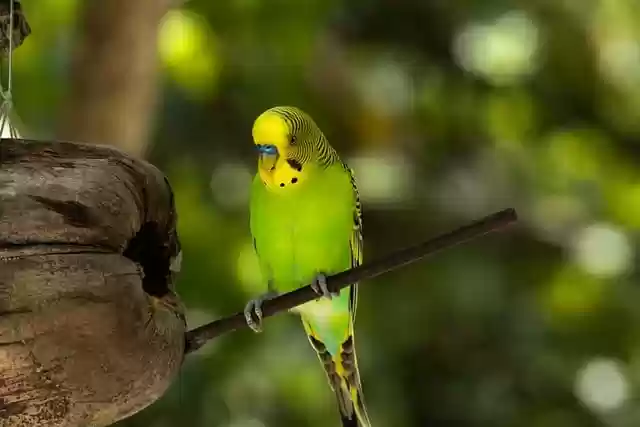 無料ダウンロード鳥セキセイインコ鳥類学種無料画像 GIMP 無料オンライン画像エディターで編集可能
