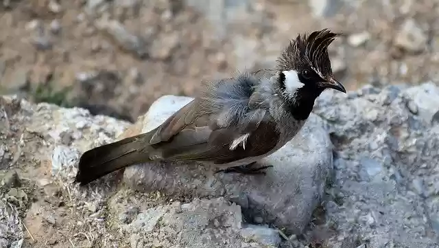 Free download Bird Bulbul Nature -  free photo or picture to be edited with GIMP online image editor