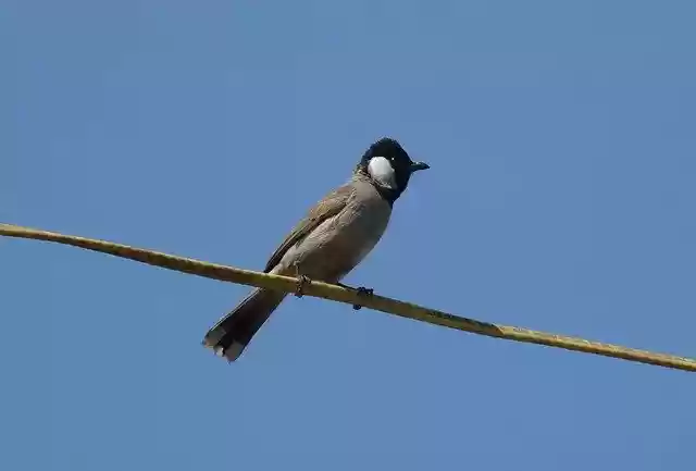 Free download Bird Bulbul White-Eared -  free photo or picture to be edited with GIMP online image editor