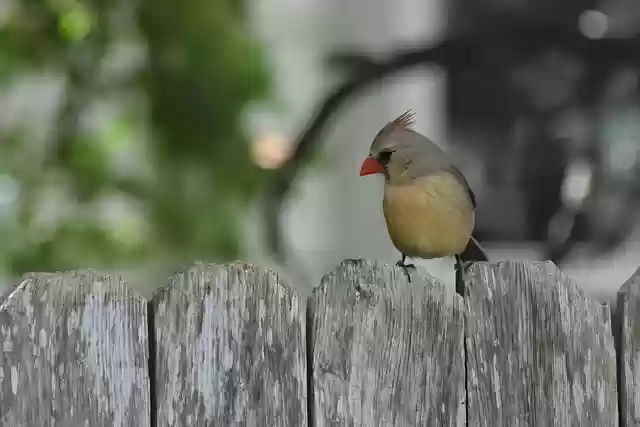 Free download bird cardinal female bird animal free picture to be edited with GIMP free online image editor