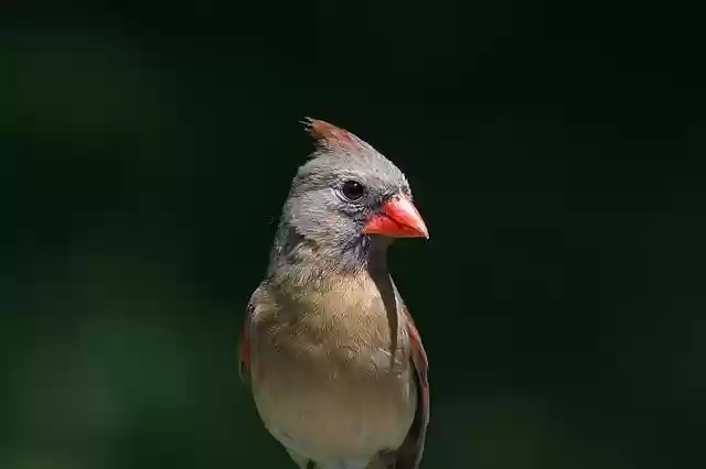 Free download bird cardinal ornithology species free picture to be edited with GIMP free online image editor