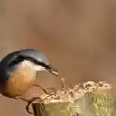 Bird Catching Worms  screen for extension Chrome web store in OffiDocs Chromium